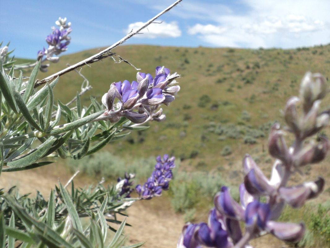 Flower detail at BoulderCrest Ranch