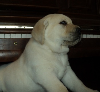 Brody puppy ~  Legacy Labradors at BoulderCrest