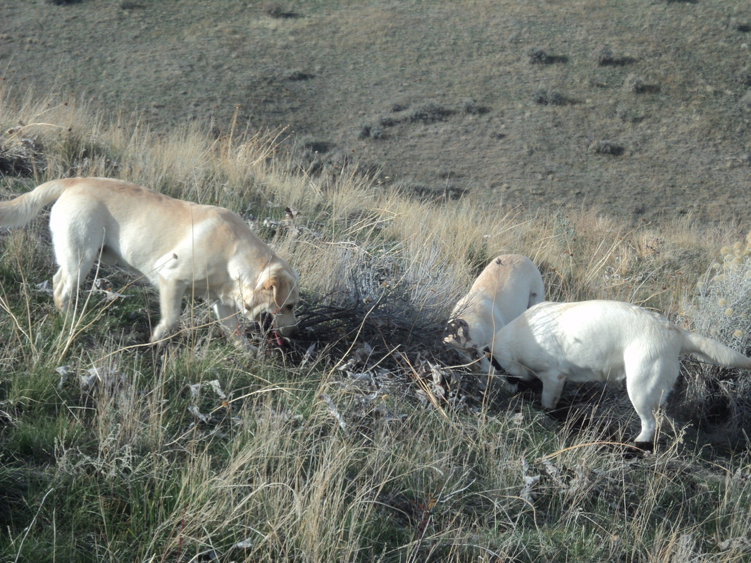 Labs Life is Good at BoulderCrest Ranch ~  Legacy Labradors