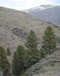Some sparce pine trees at BoulderCrest Ranch