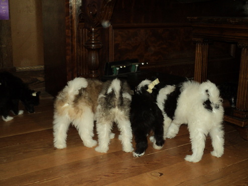 Powderpuff Puppies at Legacy Powdepuffs at BoulderCrest Ranch