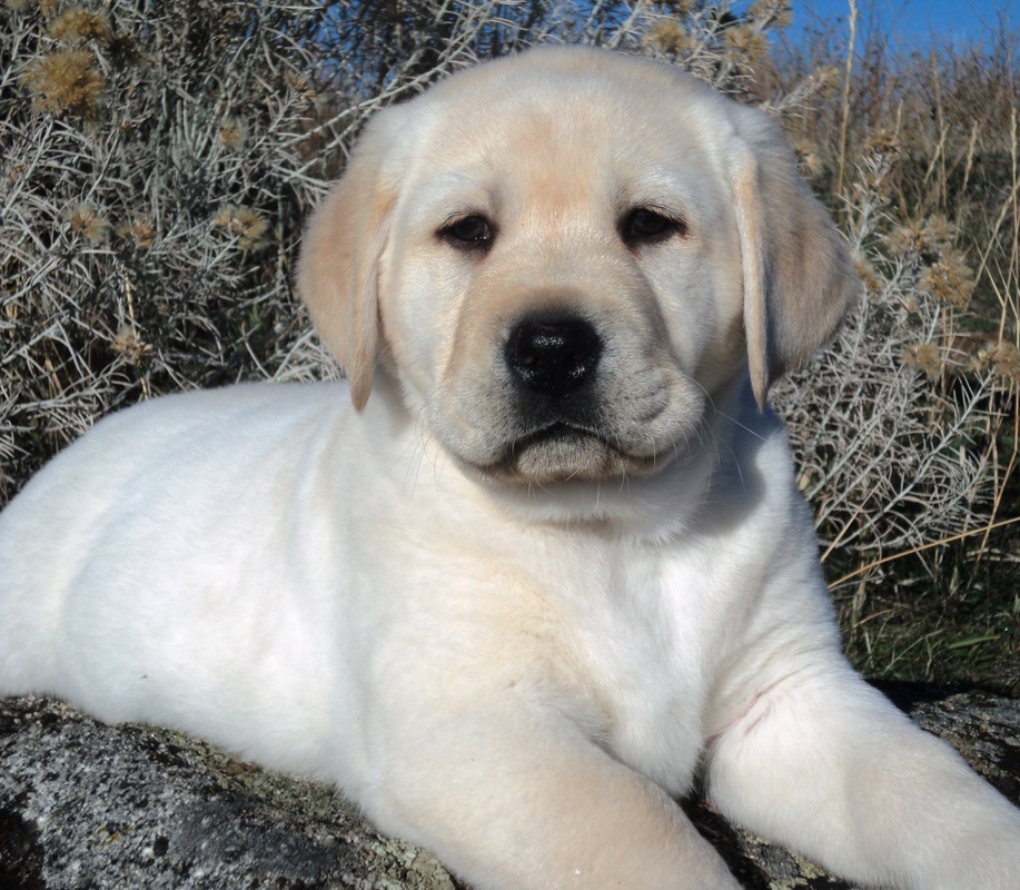 Brody pup at 8 weeks old ~  Legacy Labradors at BoulderCrest