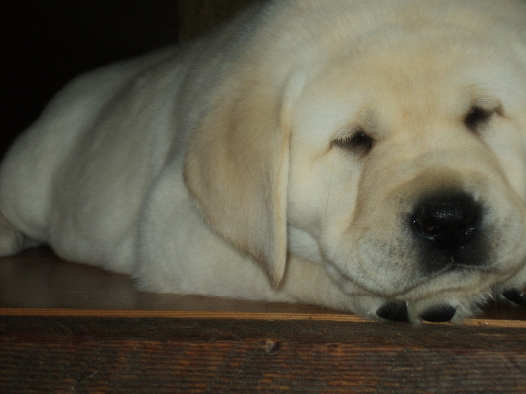 Brody puppy ~  Legacy Labradors at BoulderCrest