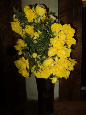 Yellow roses from BoulderCrest Ranch