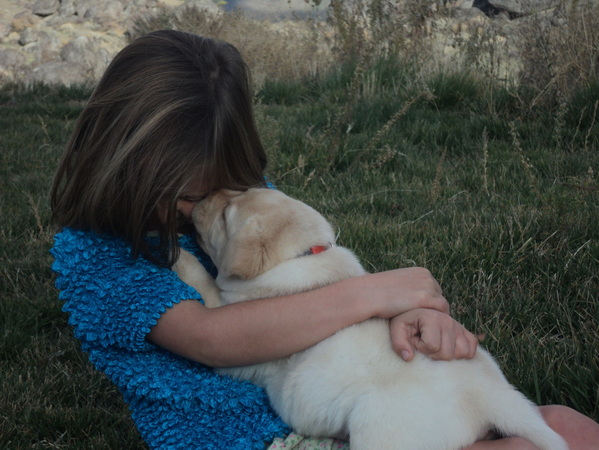 Calli gets some lovin' from a Brody pup ~  Legacy Labradors at BoulderCrest