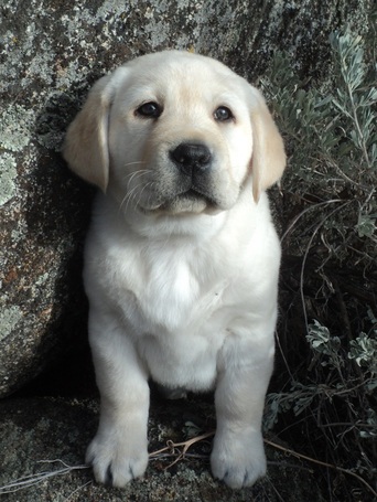 Brody pup ~  Legacy Labradors at BoulderCrest