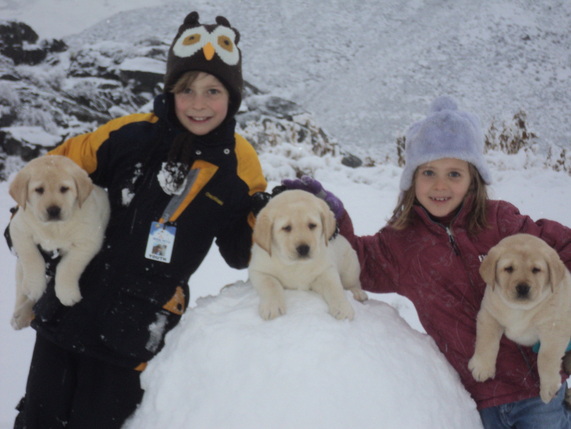 Brody pups helping Alex and Calli build a snowman ~  Legacy Labradors at BoulderCrest