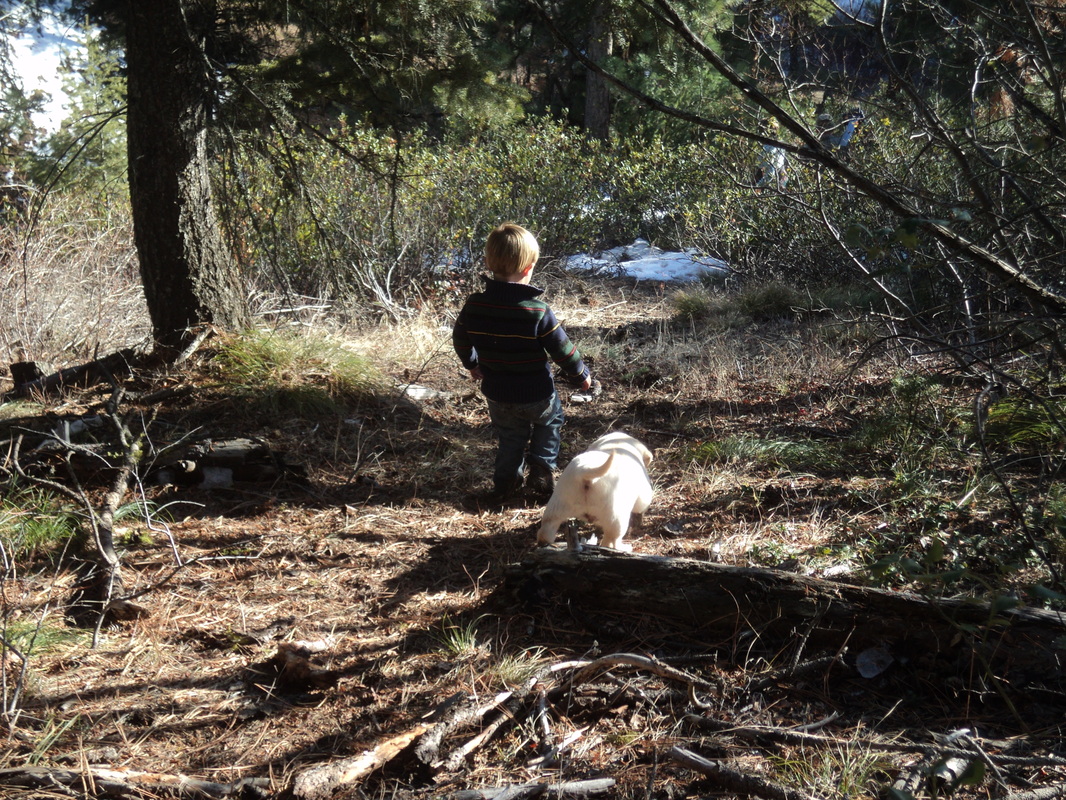 Follow the leader ~  Caleb and Brody pup ~  Legacy Labradors at BoulderCrest