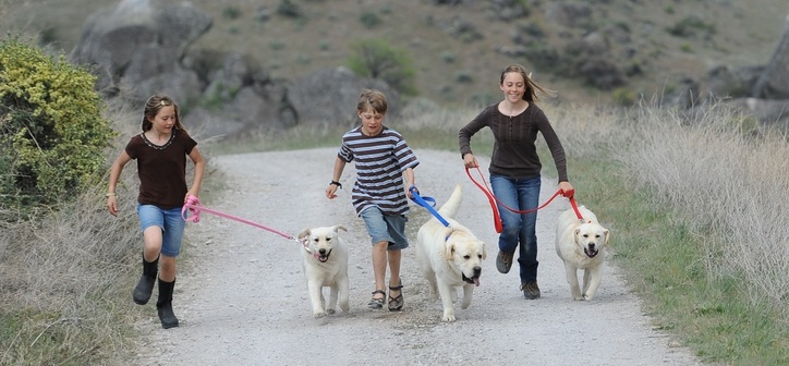 Conditioning for a 1/2 marathon ~  Legacy Labradors at BoulderCrest