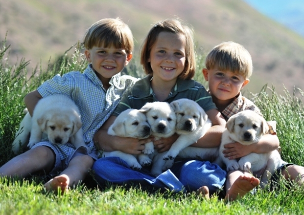 Brody puppies with Caleb, Calli and Kaeden ~  Legacy Labradors at BoulderCrest