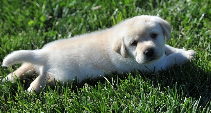 Brody puppy at 4 weeks ~  Legacy Labradors at BoulderCrest