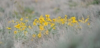 Field of Sunfloweres at BoulderCrest Ranch