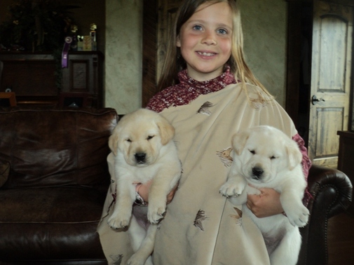 Calli with two Brody x Bella puppies ~  Legacy Labradors at BoulderCrest