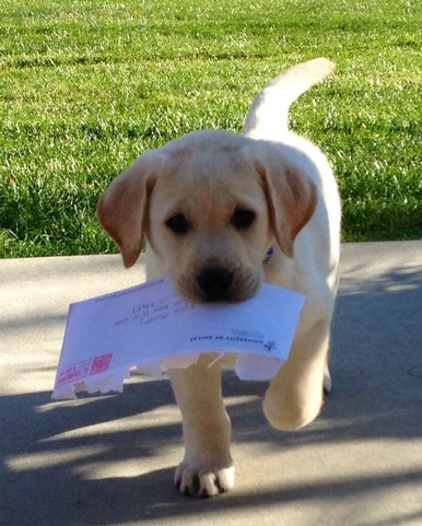 Brody x Bella puppy Titan bringing home the mail ~  Legacy Labradors at BoulderCrest