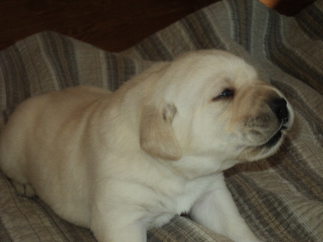 Brody puppy at 2 1/2 weeks old ~  Legacy Labradors at BoulderCrest