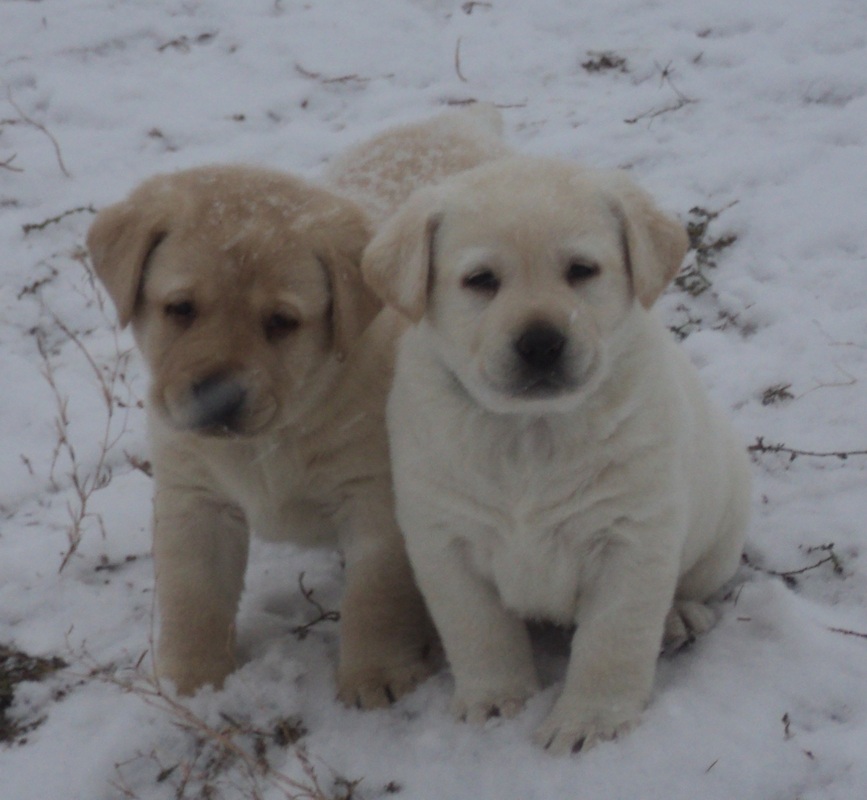 Brody puppies at 6 weeks old ~  Legacy Labradors at BoulderCrest