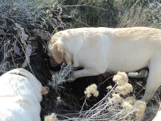 Holly and Elle have found something at BoulderCrest Ranch ~  Legacy Labradors