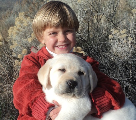 Caleb and Brody pup ~  Legacy Labradors at BoulderCrest