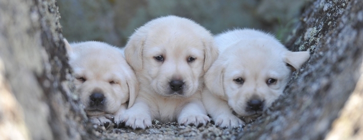 Brody x Holly puppies at 4 weeks old ~ Legacy Labradors at BoulderCrest