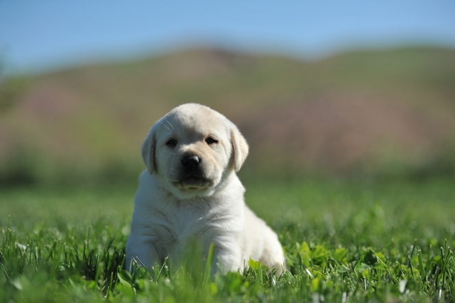 Adorable Brody Puppy ~  Legacy Labradors at BoulderCrest