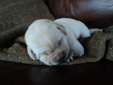 Precious  5 day old puppy at BoulderCrest Ranch ~  Legacy Labradors