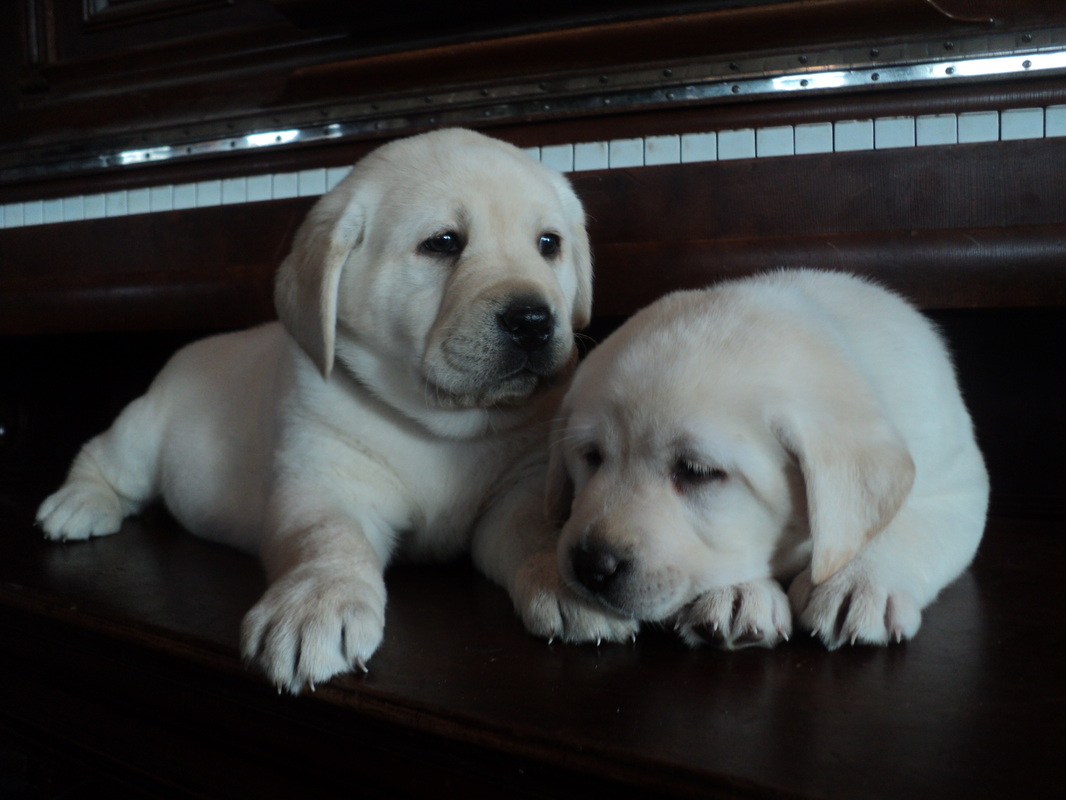 Brody puppies Benny and Boo at 5 weeks ~  Legacy Labradors at BoulderCrest