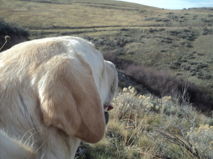 Enjoying the view at BoulderCrest Ranch ~  Legacy Labradors