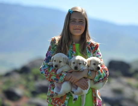 Tori with Brody puppies ~  Legacy Labradors at BoulderCrest