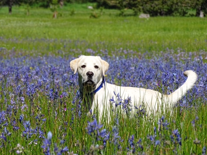 Beautiful day in the flowers English Labrador
