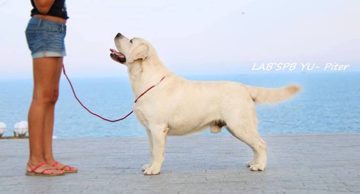 www.bouldercrestranch.com Lab` SPB YU-Piter English Labrador Retriever Our new Lab imported from Ukraine