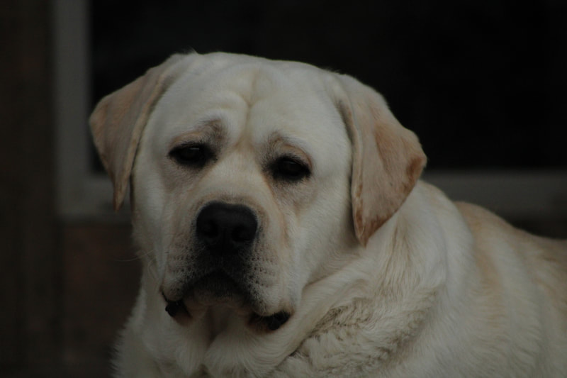 Heavy bone labrador shop