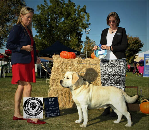 Bourbon winning Open Yellow at Lab Specialy Show.  Bourbon imported from the Ukraine, now living at Legacy Labradorst at BoulderCrest Ranch