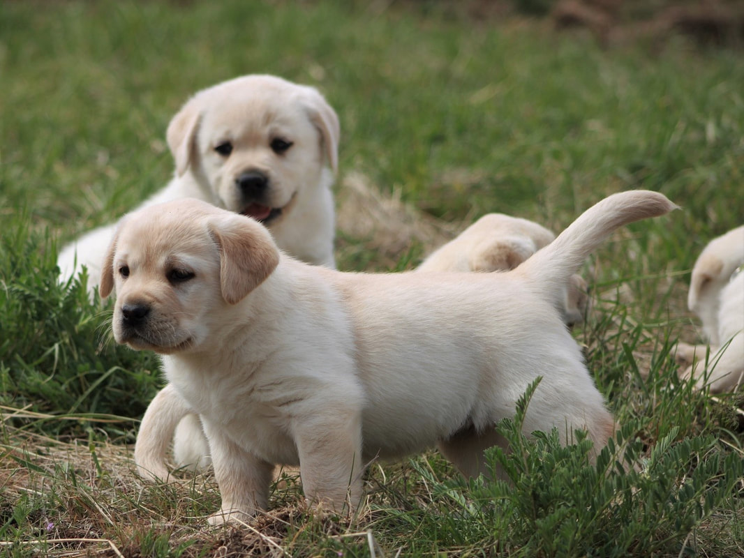 Labrador Retriever Puppies by Winter x Padron