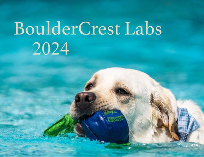 Baron (Angel x Bourbon) Cover Dog 2024 BoulderCrest Ranch English Labs