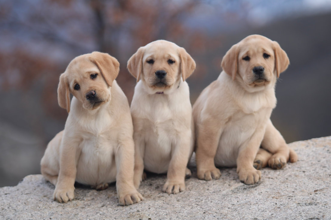 Yellow English Lab Puppies Labrador Retriever Puppies BoulderCrest